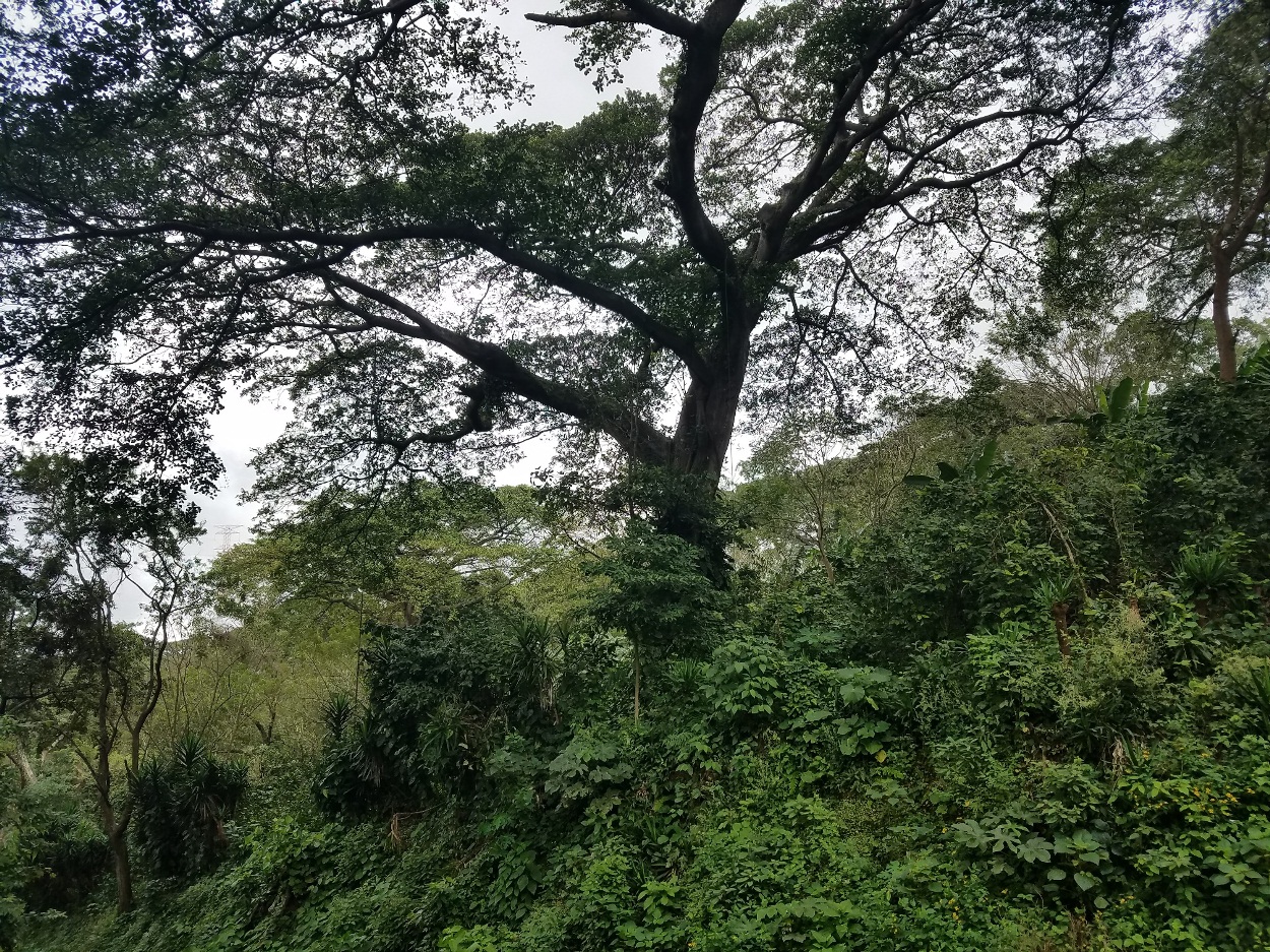 Naturaleza, Flora y Fauna