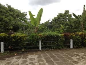 FINCA  DE CAFE - NIQUINOMO