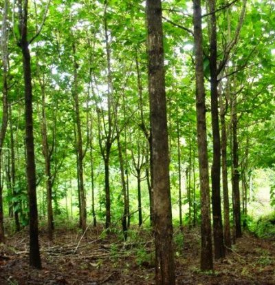 Terreno perfecto para siembra